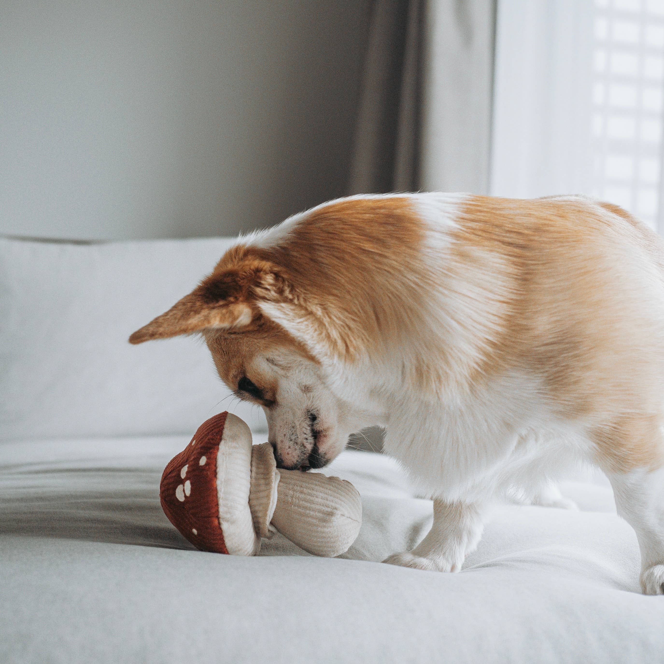 SHROOM Sniffing Mushroom